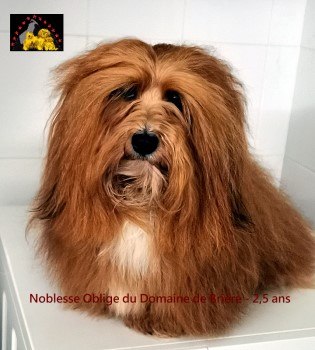 Noblesse Oblige du Domaine de Brire chez Havanese Stars Marguerite Seeberger