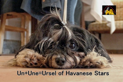 Ursel femelle bichon havanais black and silver of Havanese Stars Marguerite Seeberger