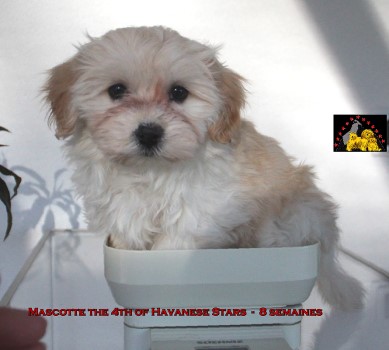 bichon havanais Havaneser Havanese Seeberger Marguerite Havanese Stars