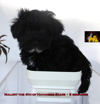 Havanese puppies havaneser welpen chiots bichons havanais Havanese Stars Seeberger