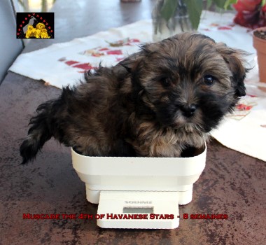 havanese stars chiots bichons havanais welpen havaneser Seeberger Marguerite