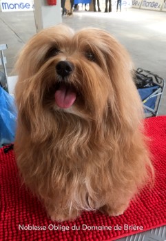 Noblesse Oblige du Domaine de Brire chez Havanese Stars Marguerite Seeberger