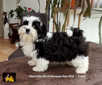 Mylord the 4th of Havanese Stars Marguerite Seeberger Havaneser Switzerland