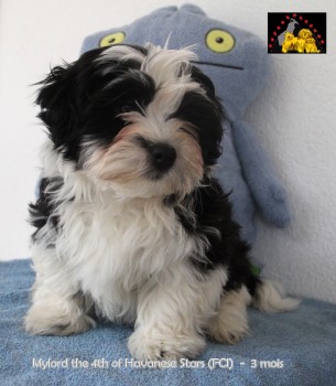 bichon havanais blanc-noir mâle of Havanese Stars Marguerite Seeberger