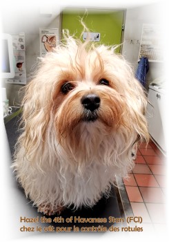 femelle bichon havanais fauve charbonn Havanese Stars Marguerite Seeberger