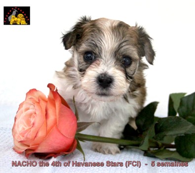 bichon havanais Havanese Stars (FCI) Marguerite Seeberger Switzerland