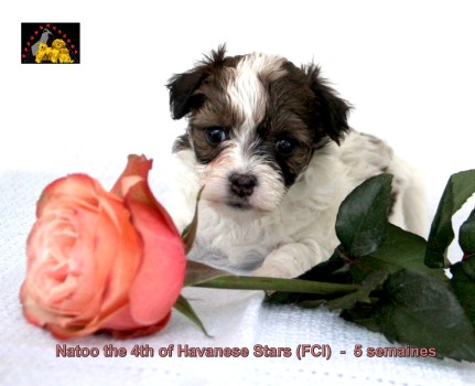 bichon havanais havanese stars marguerite seeberger switzerland