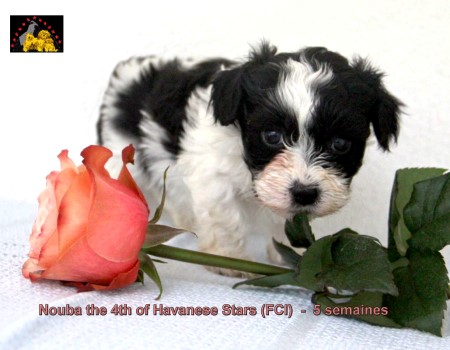 Havaneser Welpe Marguerite Seeberger Switzerland havanese puppy