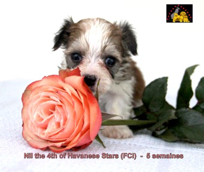 Havanese puppies Havanese Stars (FCI) Marguerite Seeberger Switzerland