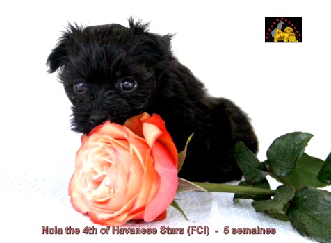 bichon havanais chiot of Havanese Stars Marguerite Seeberger