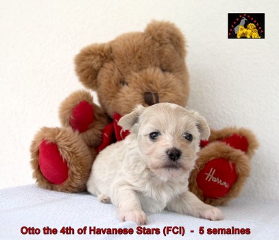 Havaneser welpen Havanese puppies of Havanese Stars Marguerite Seeberger