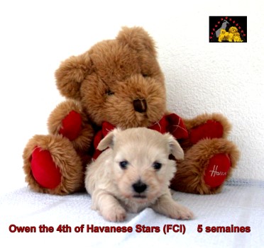 chiots bichons havanais of Havanese Stars Marguerite Seeberger