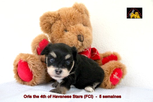 chiots bichon havanais Havaneser Welpe puppies Havanese Havanese Stars