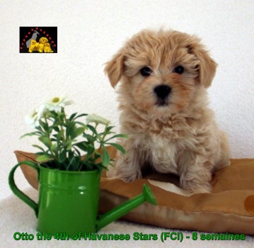 Havaneser Marguerite Seeberger Switzerland bichons havanais