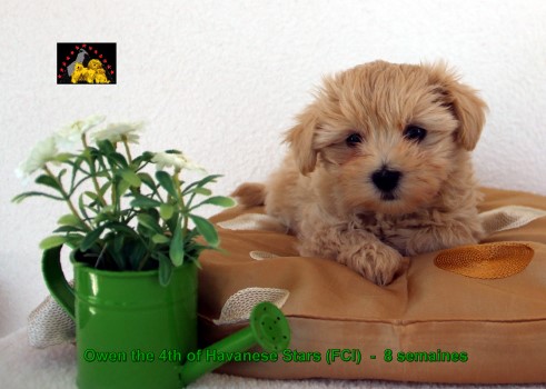 chiots bichons havanais Havaneser Welpen Seeberger Marguerite Havanese Stars