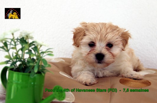 Havanese Stars FCI Marguerite Seeberger Switzerland