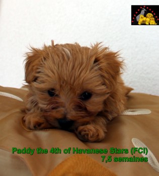 Havaneser Welpen Havanese Stars Marguerite Seeberger