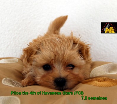 bichons havanais Havaneser Havanese Stars Marguerite Seeberger