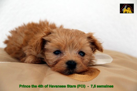 Havaneser Welpen bichons havanais Marguerite Seeberger Switzerland