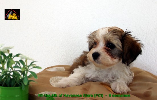 Havanese Stars FCI chiot bichons havanais Marguerite Seeberger