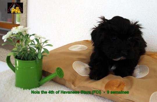Havanese Stars Marguerite Seeberger Switzerland