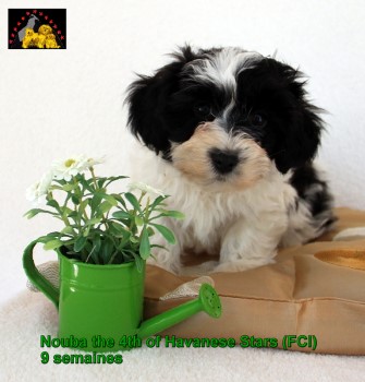 chiot bichon havanais Marguerite Seeberger Havanese Stars Switzerland
