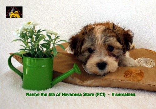 chiot bichon havanais of Havanese Stars Marguerite Seeberger