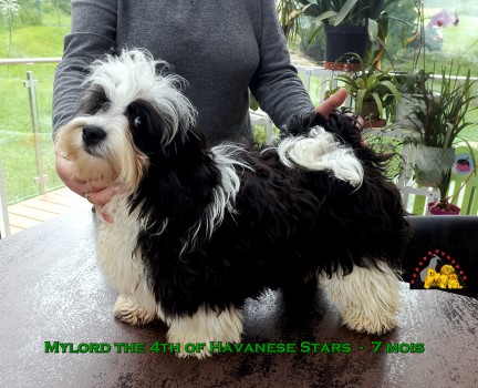 bichon havanais Mylord the 4th of Havanese Stars Marguerite Seeberger Switzerland