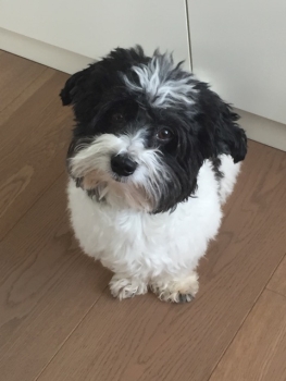 Day-to-day Douggie of Havanese Stars bichon havanais bicolore Marguerite Seeberger