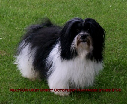 bichon havanais Havanese Havaneser Octopussy Marguerite Seeberger
