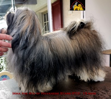 Irma the 4th of Havanese Stars (FCI)  Marguerite Seeberger