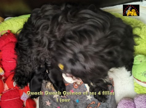 Havaneser Welpen puppies Havanese Havanese Stars Marguerite Seeberger