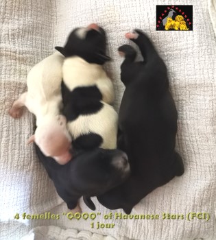 bichons havanais chiots Havanese Stars Marguerite Seeberger