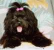 havanese  bichon havanais  Havaneser