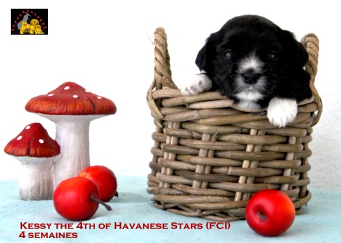 bichon havanais chiot of Havanese Stars Marguerite Seeberger