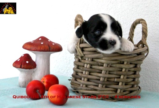 bichon Havanais Havanese Havaneser of Havanese Stars FCI Marguerite Seeberger