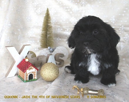 Queenie-Jade of Havanese Stars FCI Marguerite Seeberger