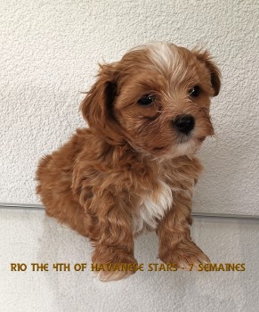 Havanese Stars bichons havanais Marguerite Seeberger