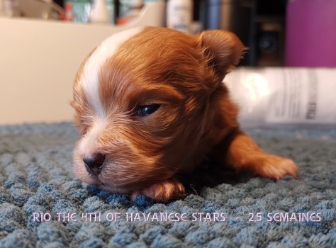 Havaneser Welpe bichon havanais Havanese Stars Marguerite Seeberger