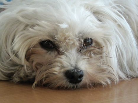 Alix-Candy Helvetia's Paradis at Havanese Stars femelle bichon havanais fauve claire charbonne