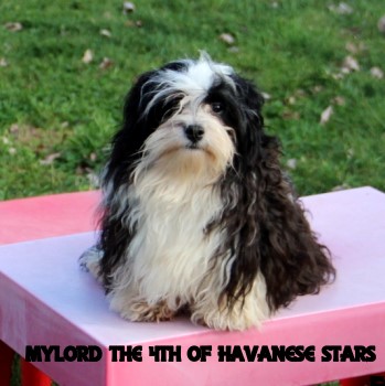bichon havanais reproducteur of Havanese Stars (FCI)