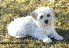 Quadrille Dancer Quaylie 3 mois   bichon havanais  Havaneser