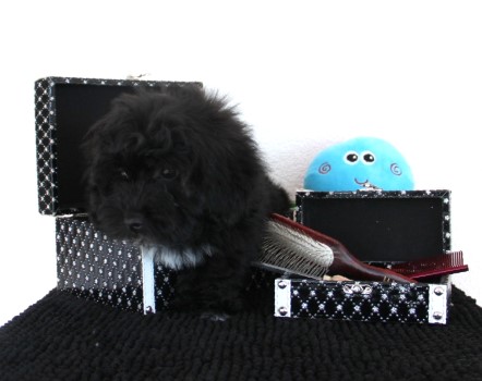 bichon havanais mle noir of Havanese Stars Marguerite Seeberger FCI