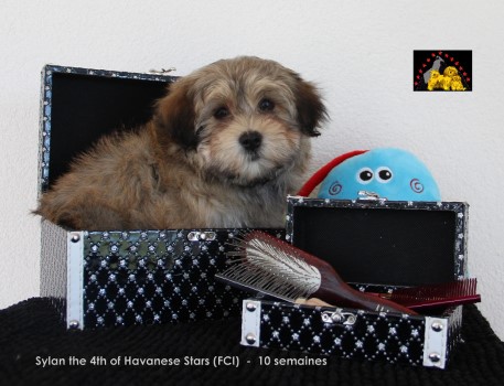 Bichon havanais mle of Havanese Stars Marguerite Seeberger