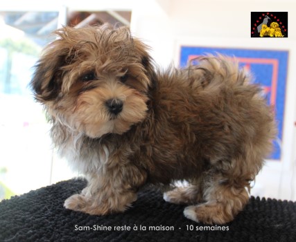 SamShine the 4th of Havanese Stars  Marguerite Seeberger