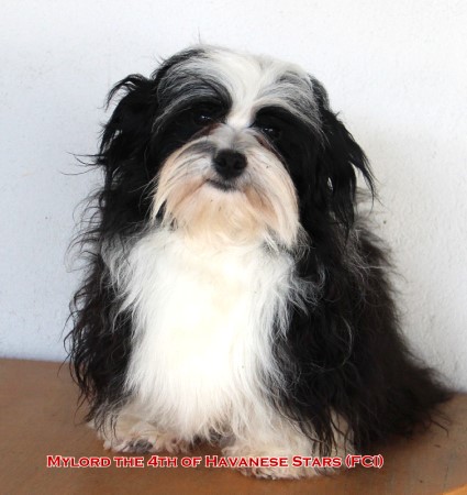 Mylord the 4th of Havanese Stars (FCI) talon d'levage