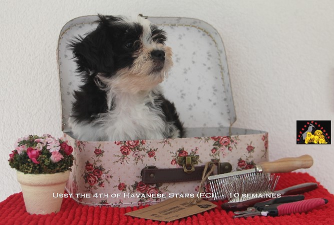 Havaneserwelpe, chiots bichon havanais Havanese Stars FCI