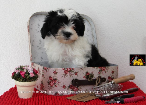 puppy havanese Seeberger Marguerite Havanese Stars (FCI)