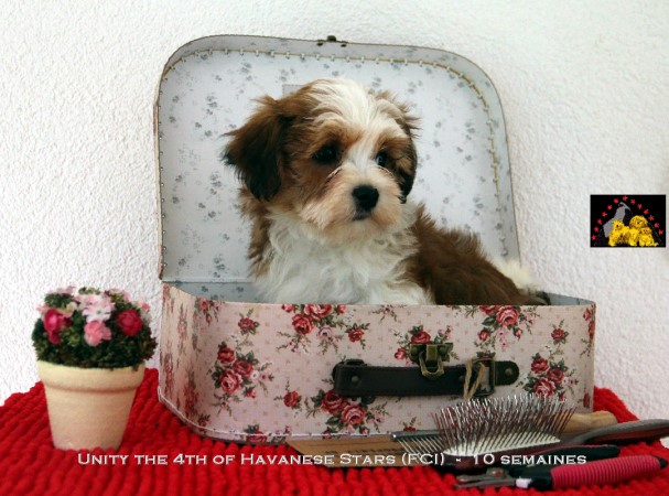 bichon havanais puppy havanese Havaneser Welpen