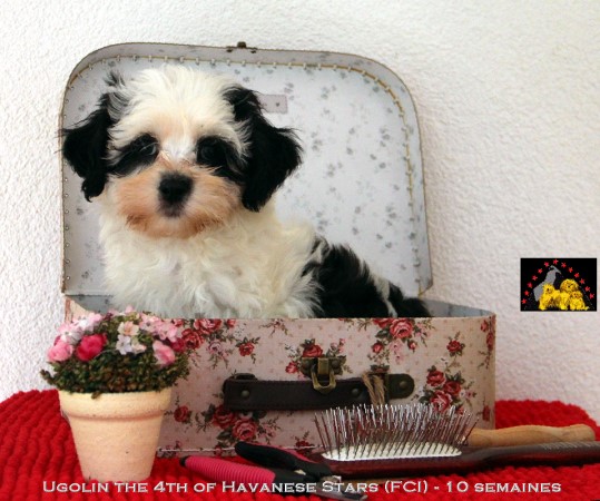 Havanese Stars Marguerite Seeberger Switzerland